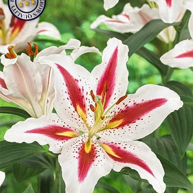 Orientalsk lilje-Lilium Oriental Big Smile 2-pakning